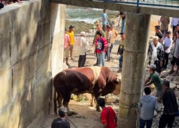 “Lambo”, Sapi Kurban 1,2 Ton Milik Wagub Sumbar Hebohkan Warga Pelosok Pasaman