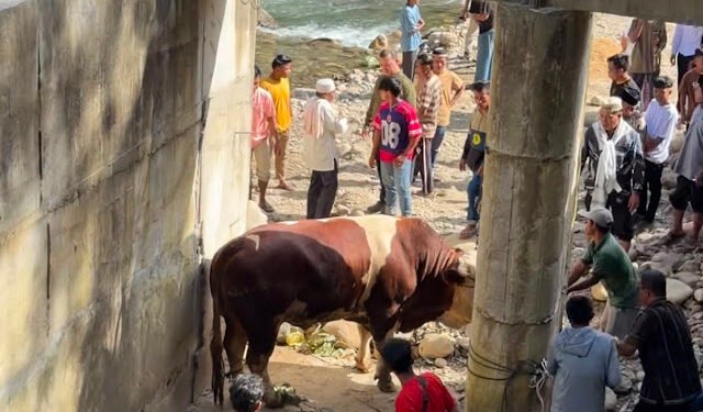 “Lambo”, Sapi Kurban 1,2 Ton Milik Wagub Sumbar Hebohkan Warga Pelosok Pasaman
